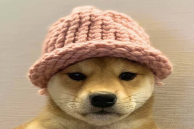 The Forgotten WIF: The Life and Death of Meme Coins in the Attention Economy