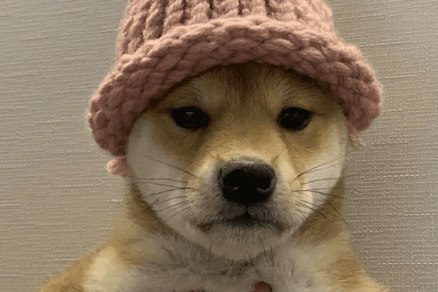 Spending 6.8 BTC to buy a WIF prototype cap: The meme launch pad war behind Bags' sky-high marketing