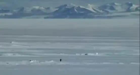 Nietzsche Penguin Surges 6000x in a Week, Is Solana Meme Coin Reclaiming Its Glory?