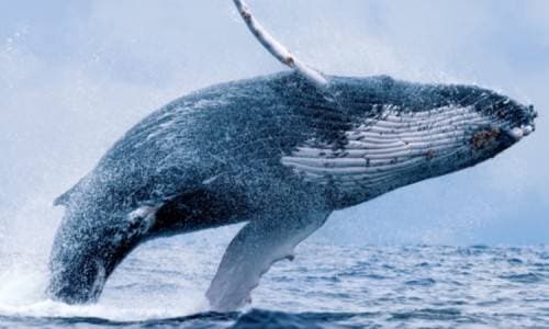 Ethereum whales are too capricious? He Spent $18M to Push Uniswap ETH Price to $450