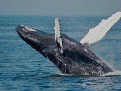 How much money do Ethereum whales earn on yearn.finance?
