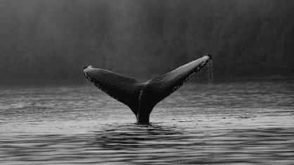The Ethereum 2.0 startup progress bar reaches 20.7%, and more than 25% of the pledged funds come from 3 giant whales