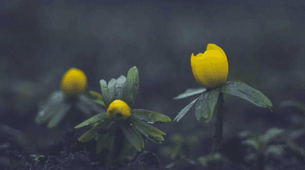 Deribit Options Market Report: 0301—Basis return