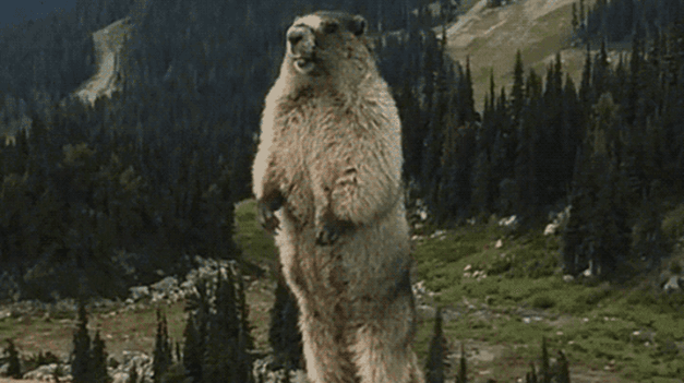 Groundhog project groundhog "stolen", users lost $31.5 million