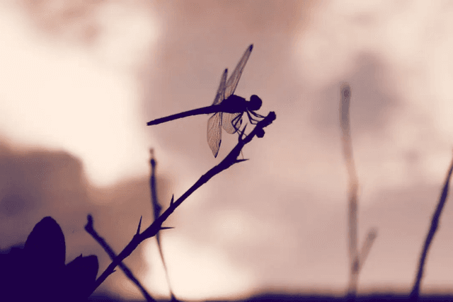 An overview of Dragonfly's investment landscape: more than 150 projects, all over DeFi, infrastructure and NFT