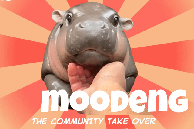 The "Internet celebrity animal meme wave" is coming, the hippopotamus MooDeng has increased a hundred times in ten days