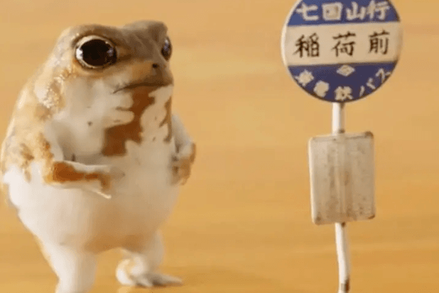 The Internet celebrity frog has increased in size by 100 times a day. TikTok and the zoo have become "local dog assembly lines"