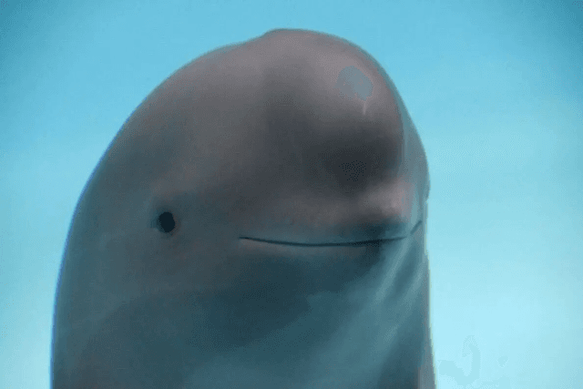 Japanese dolphins, Korean dolls, the meme market is hot on "Asian elements"