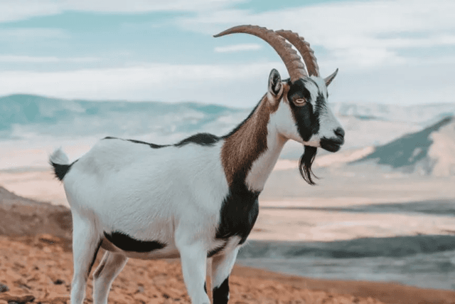 IOSG Ventures: How does AI Meme grab attention and traffic economy?