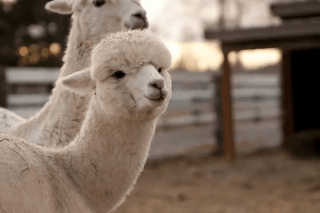 Looking back at ALPACA: When bad news becomes a short-term wealth code
