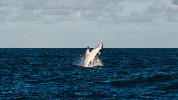 Which coins did a16z, Alameda, Vitalik and other giant whales buy?