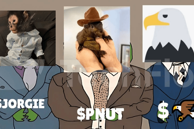 PNUT promotes the "animal rescue" narrative, Jorgie and the eagle become the new favorite memes