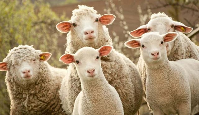 Behind the skyrocketing COMP: The amount of platform loans increased by 60%, and the wool party went crazy for arbitrage