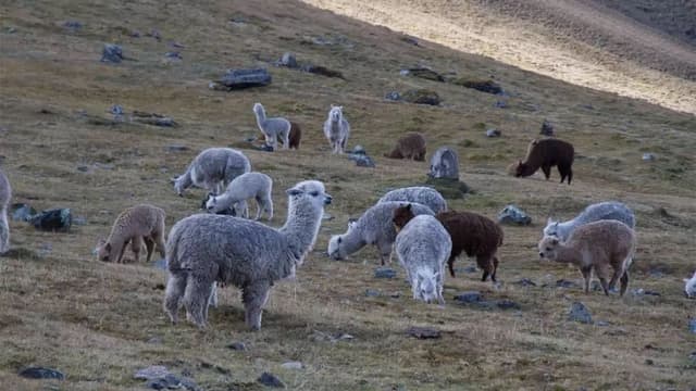 DeFi wool is not squeezed, you may also catch your own sheep